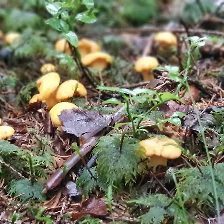 아파트 Haus Sabrina