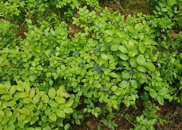 Daire Haus Sabrina *